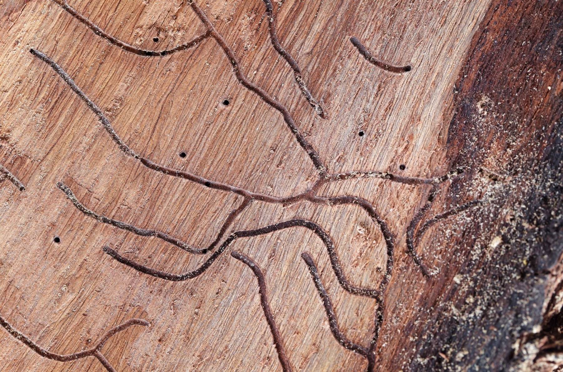 Wood-Destroying Insect Inspections